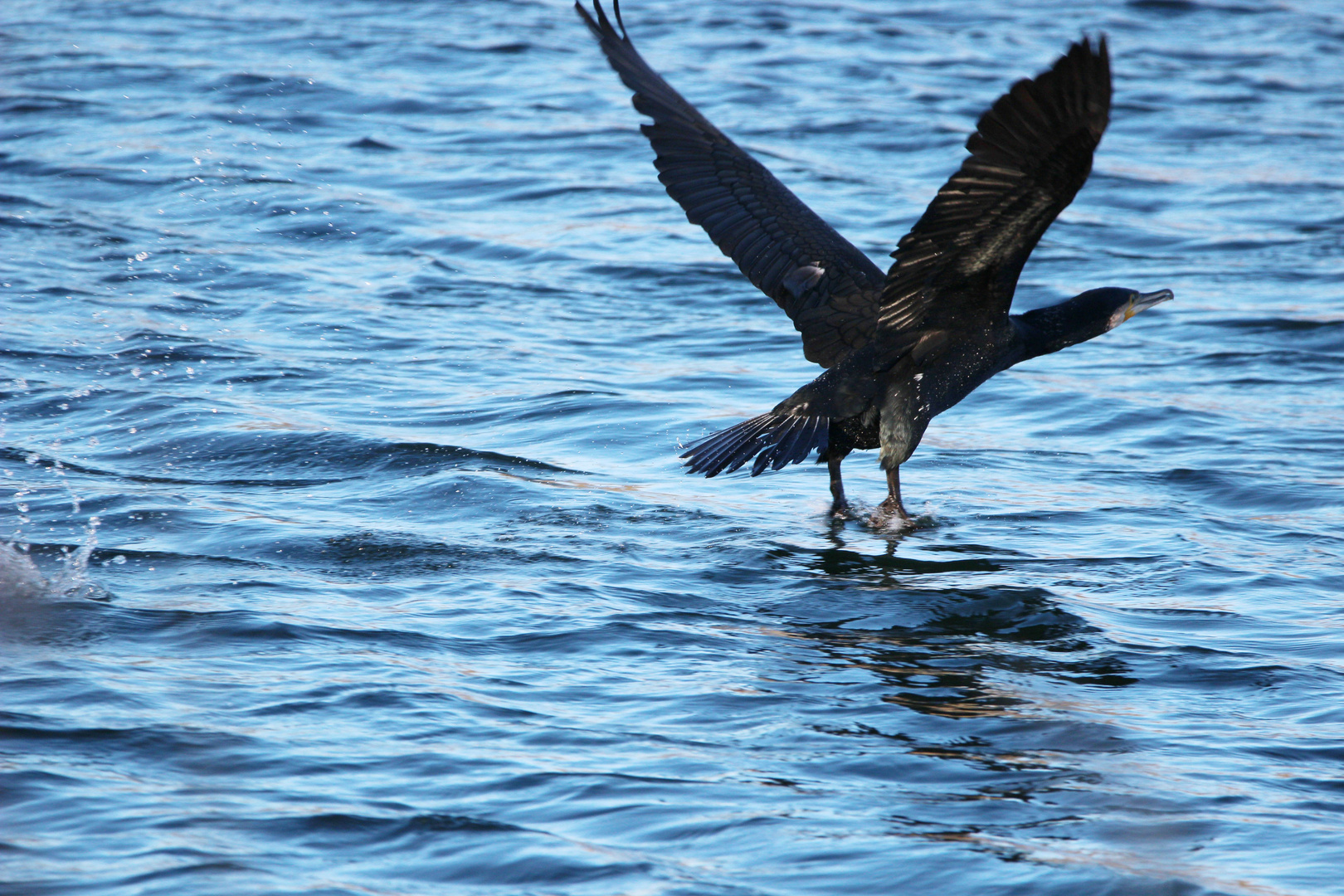 Komoran im Abflug