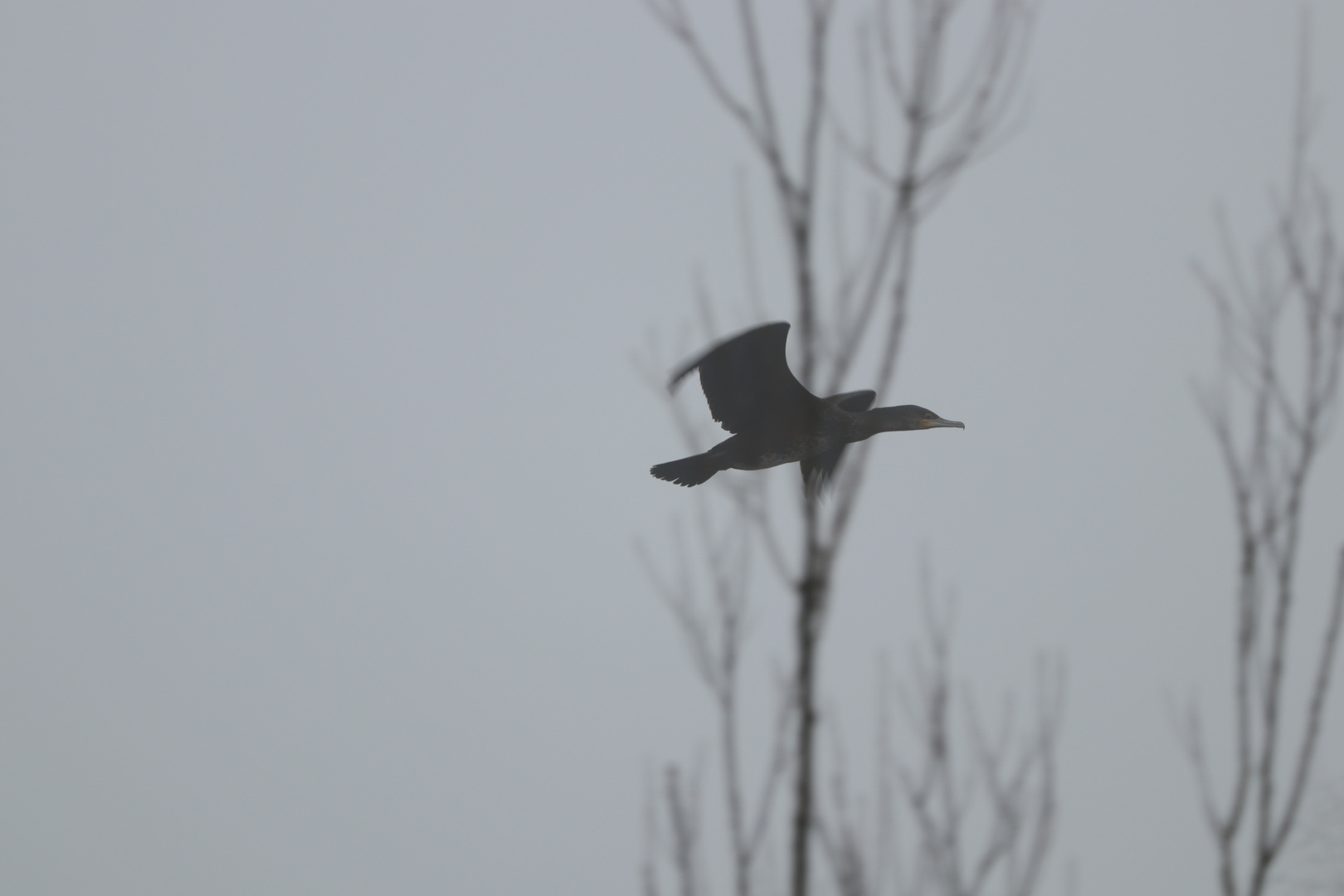 Komoran im Flug