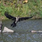 Komoran im Landeanflug