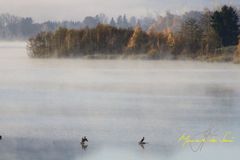 Komoran im Nebel