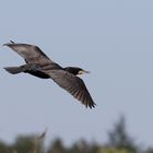 Komoran im Überflug