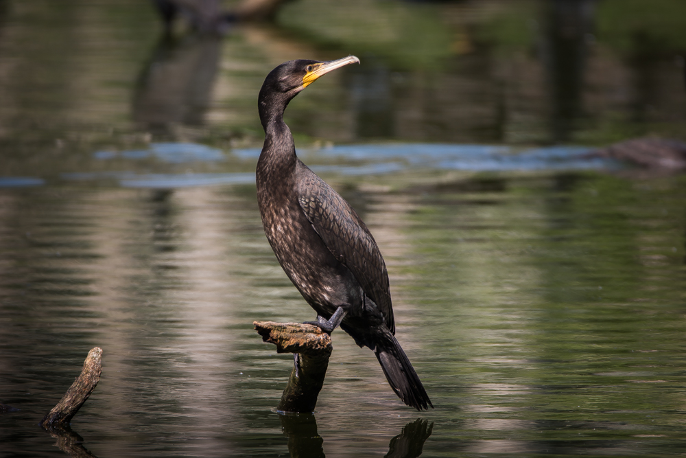 Komoran in der Kolonie Niederhof Mecklenburg Vorpommern