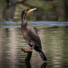 Komoran in der Kolonie Niederhof Mecklenburg Vorpommern