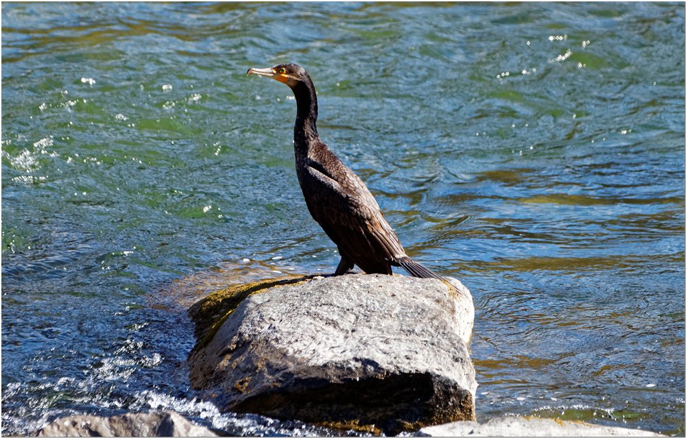 Komoran (Phalacrocorax carbo)