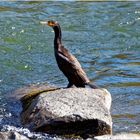 Komoran (Phalacrocorax carbo)