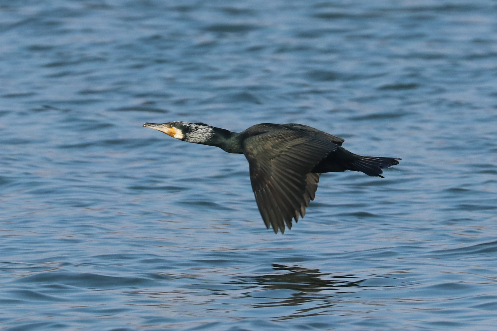 Komoran über der blauen Donau