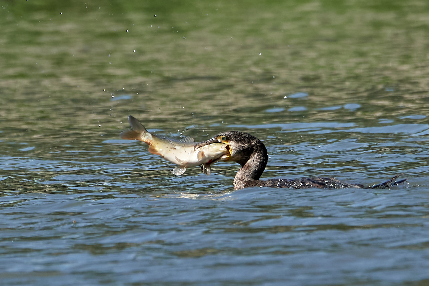 Komoran verspeist einen Fisch 