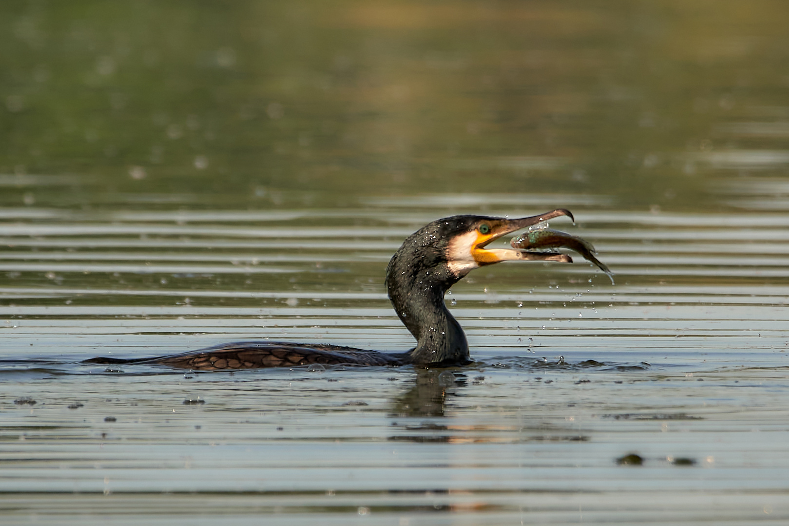 Komoran verspeist einen Fisch