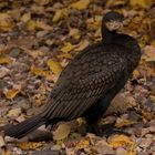 Komoran Vogel des Jahres 2010