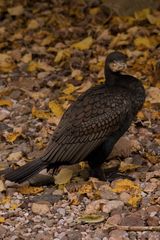 Komoran Vogel des Jahres 2010