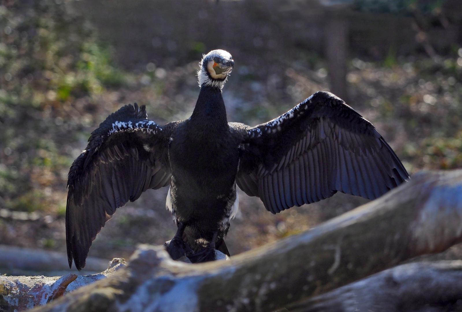 Komoran vor Abflug