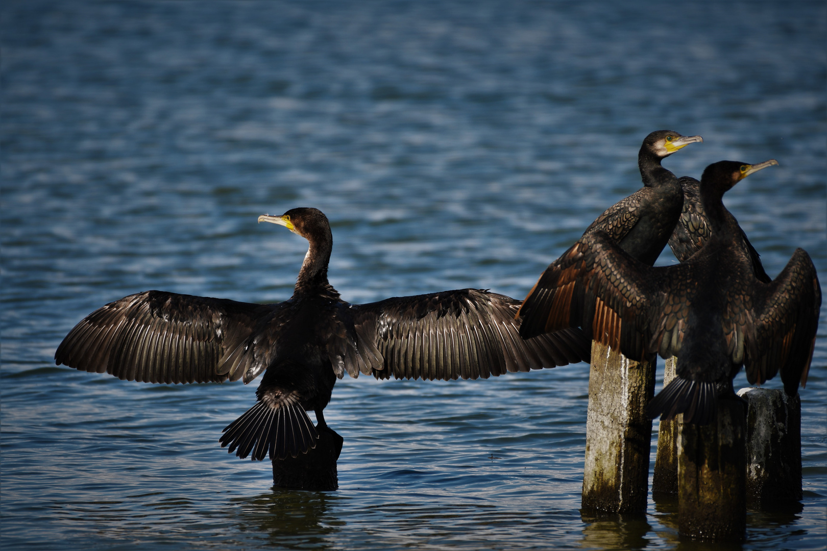 Komorane (Phalacrocorax carbo)