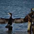 Komorane (Phalacrocorax carbo)