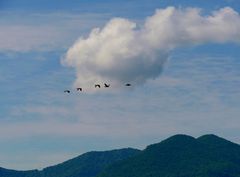 Komorane über dem Lago Maggiore