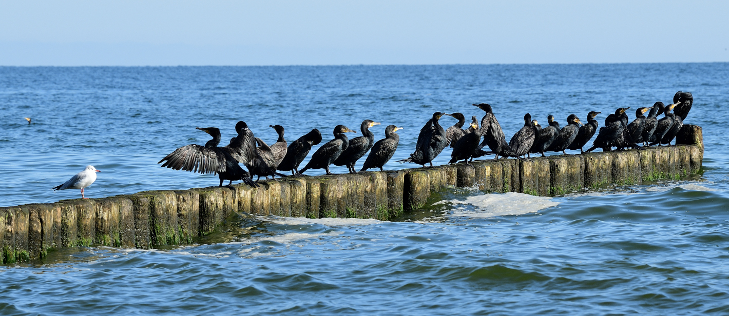 Komorankolonie, (Phalacrocorax carbo) Comoran Colony,  Colonia de Cormorán grande