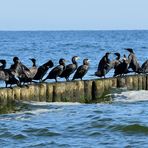 Komorankolonie, (Phalacrocorax carbo) Comoran Colony,  Colonia de Cormorán grande