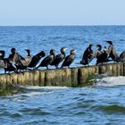 Komorankolonie, (Phalacrocorax carbo) Comoran Colony,  Colonia de Cormorán grande