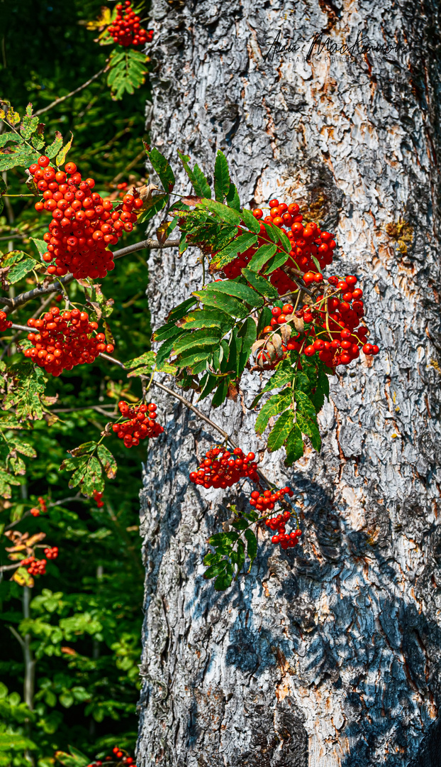 Komorebi im Herbst (ANN_8599)