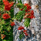 Komorebi im Herbst (ANN_8599)