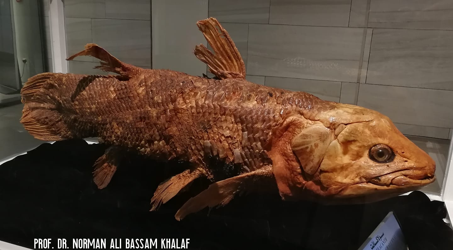 Komoren-Quastenflosser Coelacanth (Latimeria chalumnae) in Kuwait 