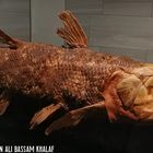 Komoren-Quastenflosser Coelacanth (Latimeria chalumnae) in Kuwait 