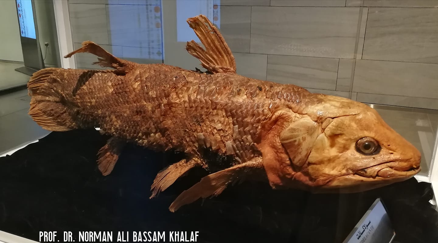 Komoren-Quastenflosser Coelacanth (Latimeria chalumnae) in Kuwait.