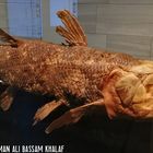 Komoren-Quastenflosser Coelacanth (Latimeria chalumnae) in Kuwait.