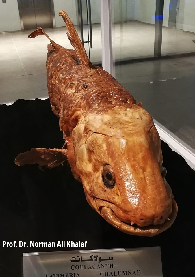 Komoren-Quastenflosser Coelacanth (Latimeria chalumnae) in Kuwait 