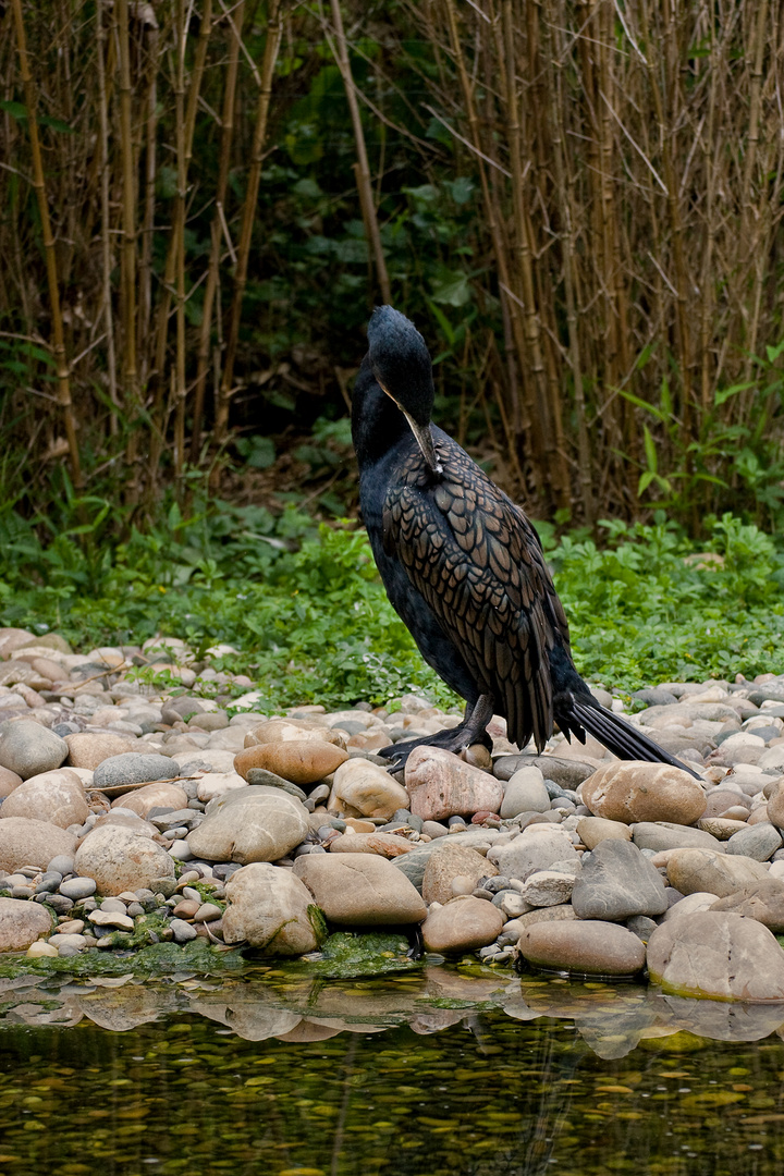 Komorne-Wildpark Bad Mergentheim