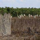 Kompass Termitenhügel im Litchfield NP