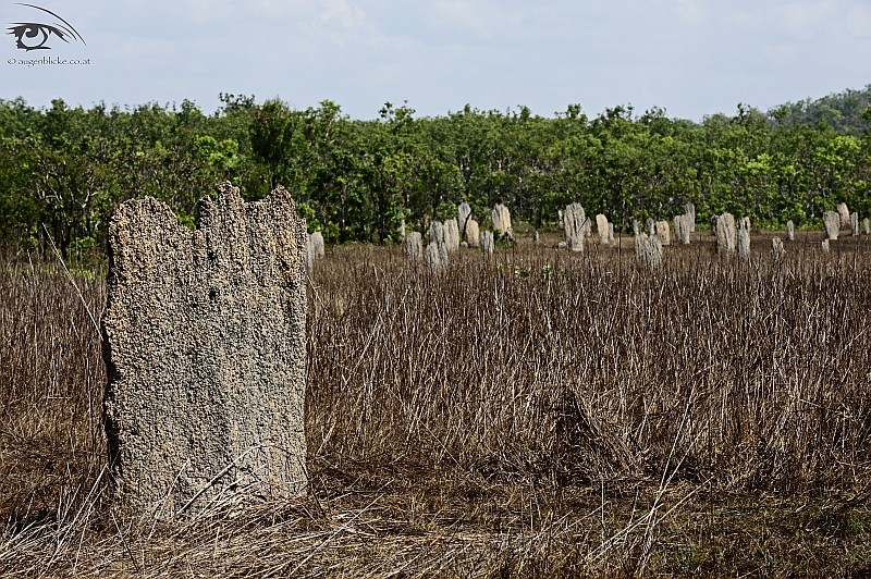 Kompass Termitenhügel im Litchfield NP