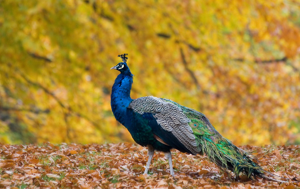 Komplementär-Pfau