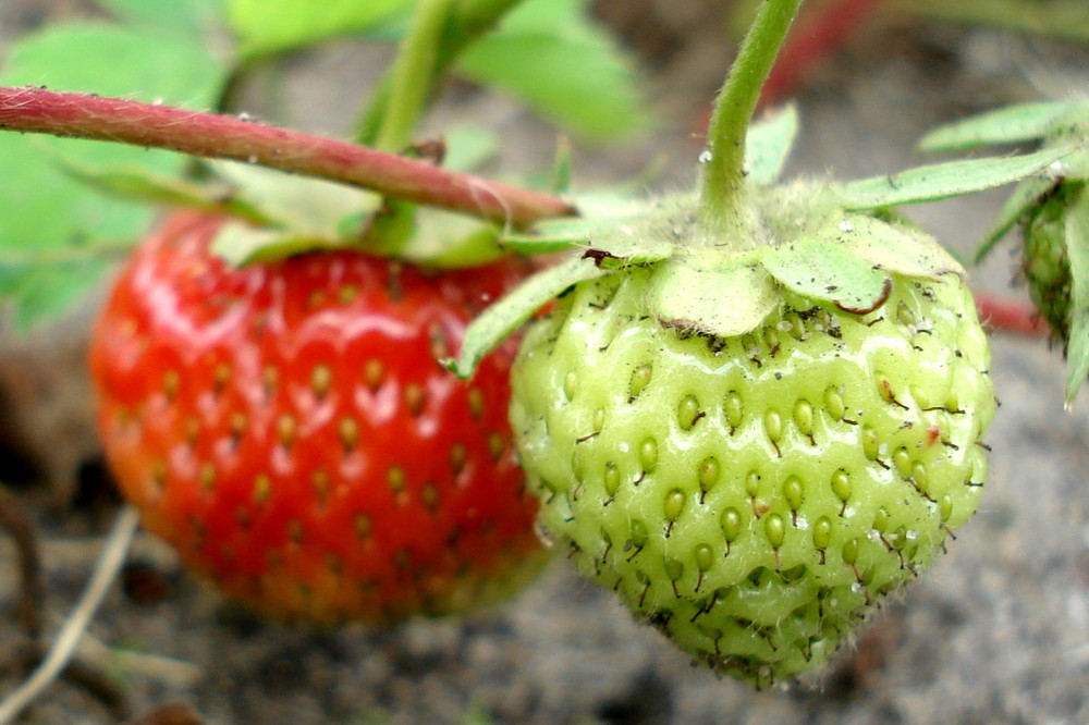 Komplementäre Erdbeeren