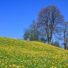 Komplementärfarben des Frühlings