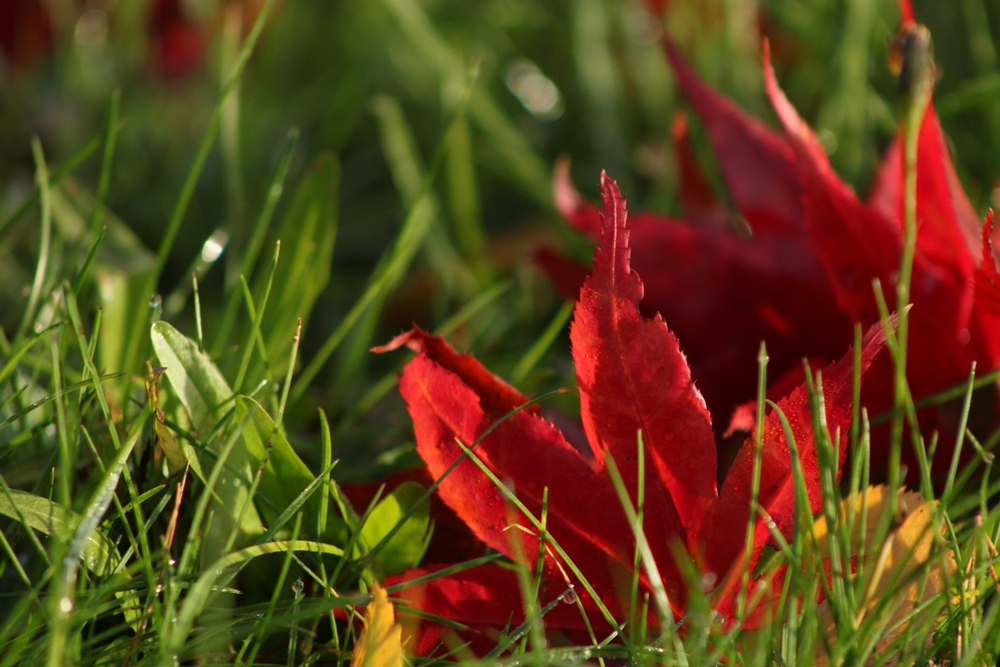 Komplementärfarben im Herbst