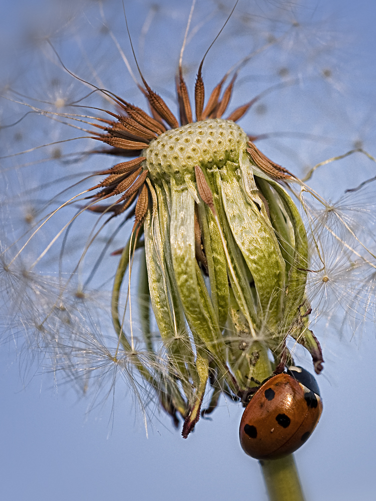 Komplementärfarben in der Natur