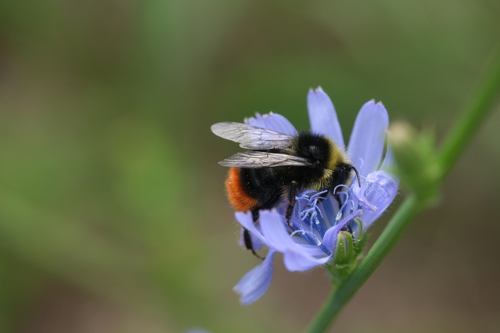 Komplementärfarben (Steinhummel auf Wegwarte)