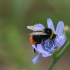 Komplementärfarben (Steinhummel auf Wegwarte)