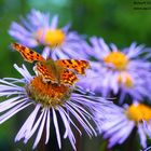 Komplementärkontrast C-Falter an Sommer-Aster, Aster x frikartii, Polygonia c-album, syn. Nymphalis