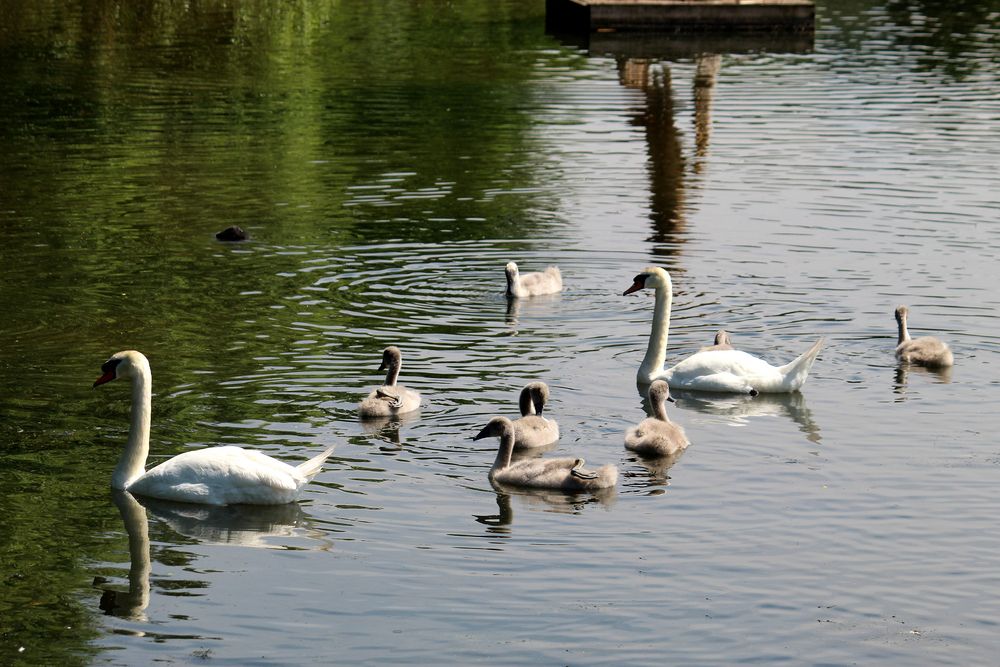 komplette Familie mit 7 Jungen