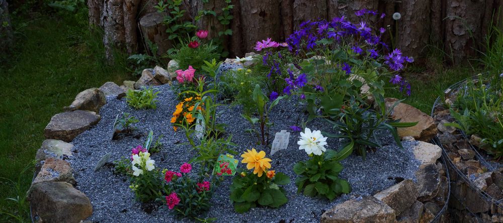 Komplette Neuanlage nachdem die Tulpen "geerntet  wurden"...