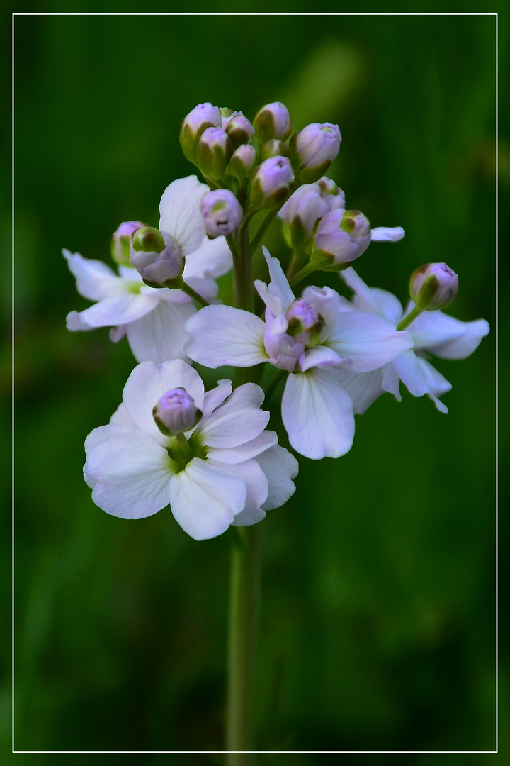 Komplexe Blüten