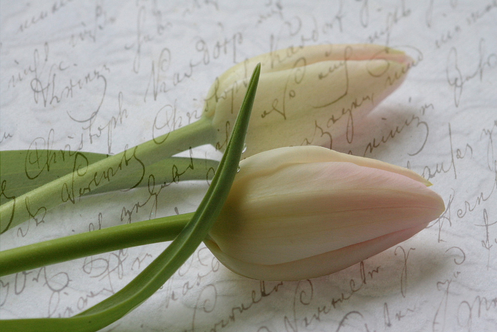Komposition 3 - blasse Tulpen