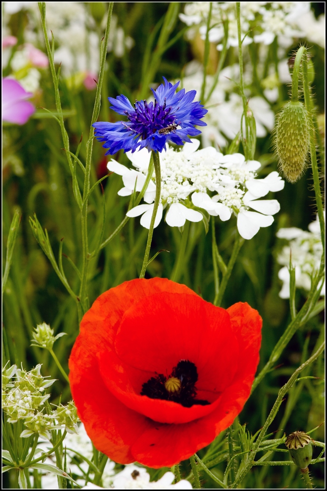 Komposition Blau / Rot