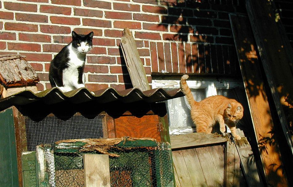 Komposition für roten und schwarzweißen Kater