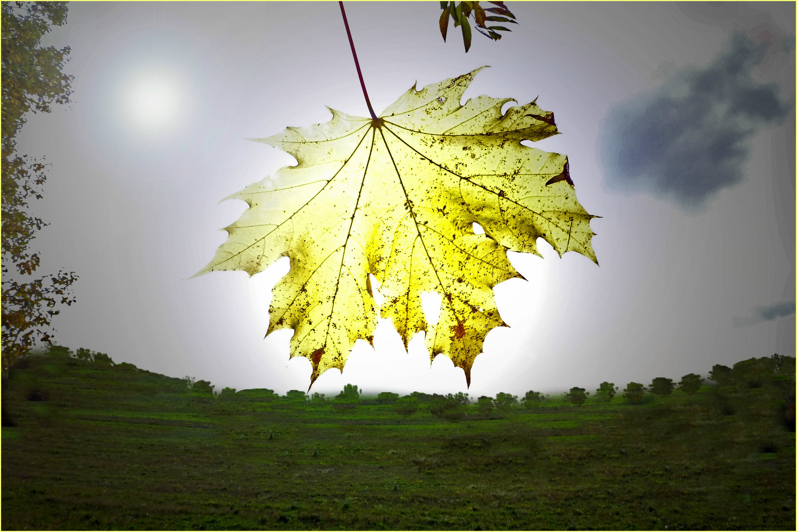 Komposition mit Herbstblatt