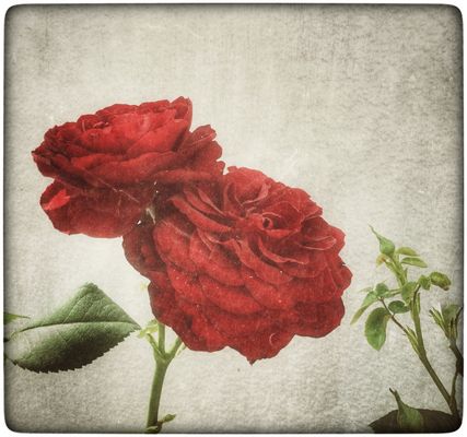 Komposition mit Rosen 