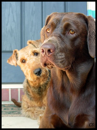 Kona und Lara