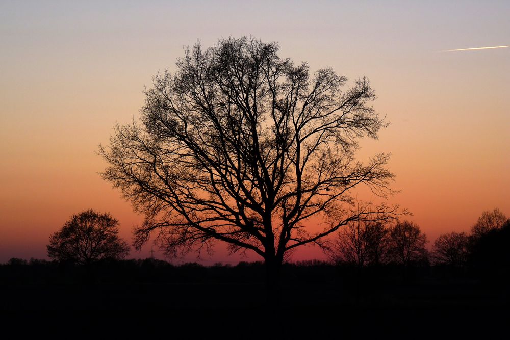 Kondensstreifen schiebt sich in Foto von Baum und Sonnenuntergang