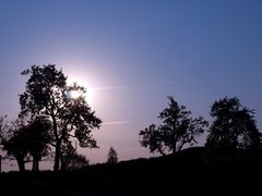 Kondensstreifen / Sonne / Bäume :)